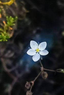 flora flora